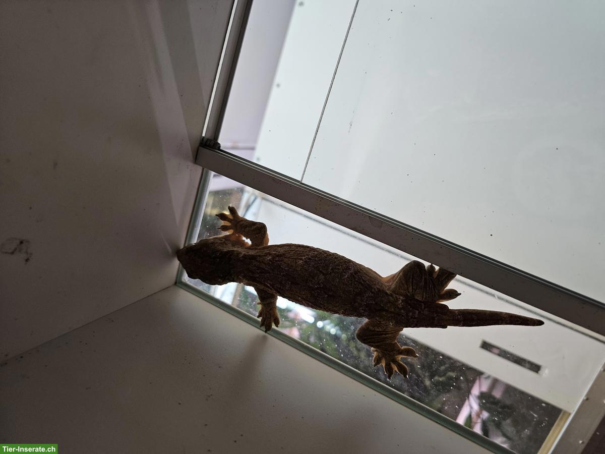 Bild 2: Rhacodactylus leachianus, Nuu Ana, NZ 2024