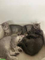 BKH, Scottish Fold Kitten suchen ein Zuhause