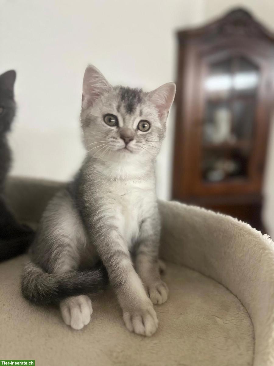 Bild 2: BKH, Scottish Fold Kitten suchen ein Zuhause