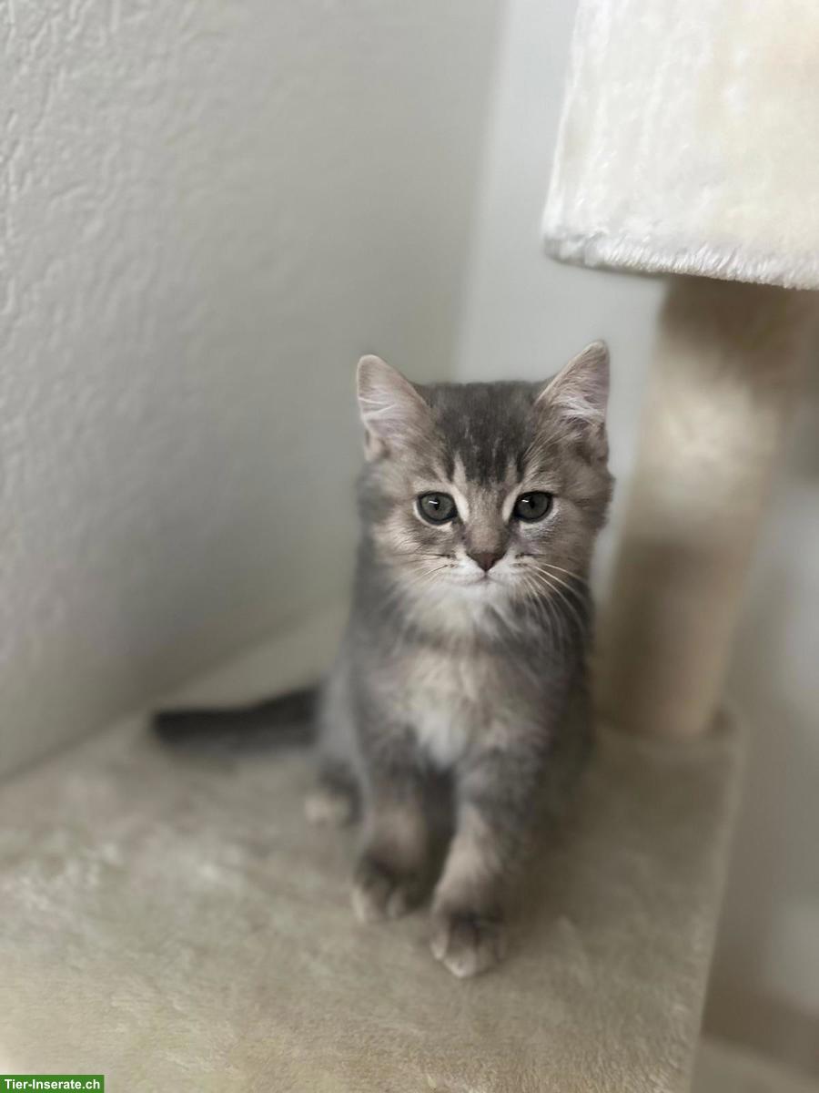 Bild 3: BKH, Scottish Fold Kitten suchen ein Zuhause