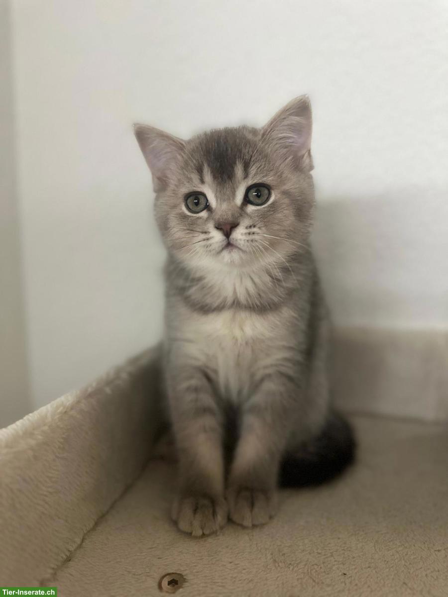 Bild 4: BKH, Scottish Fold Kitten suchen ein Zuhause