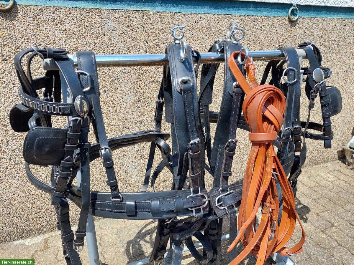 2-Spänner Shetty Geschirr zu verkaufen