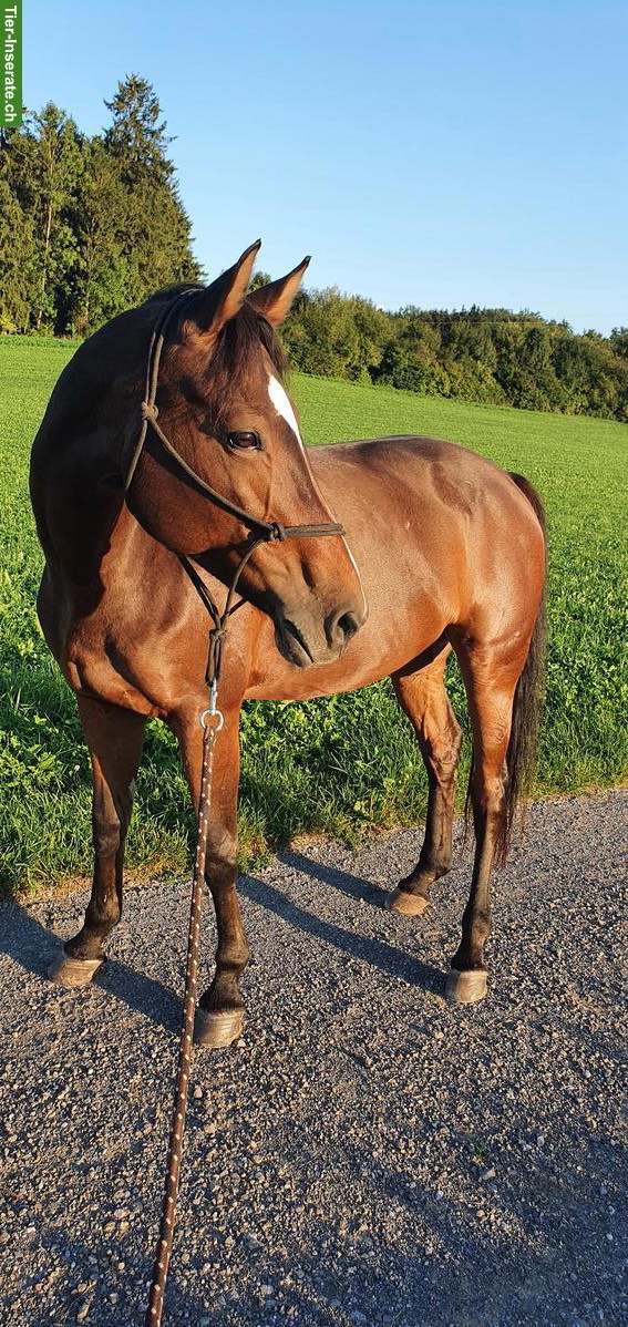 Warmblut-Stute ans Futter, tolles Freizeitpferd