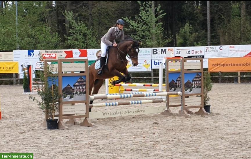 Bild 2: Warmblut-Stute ans Futter, tolles Freizeitpferd