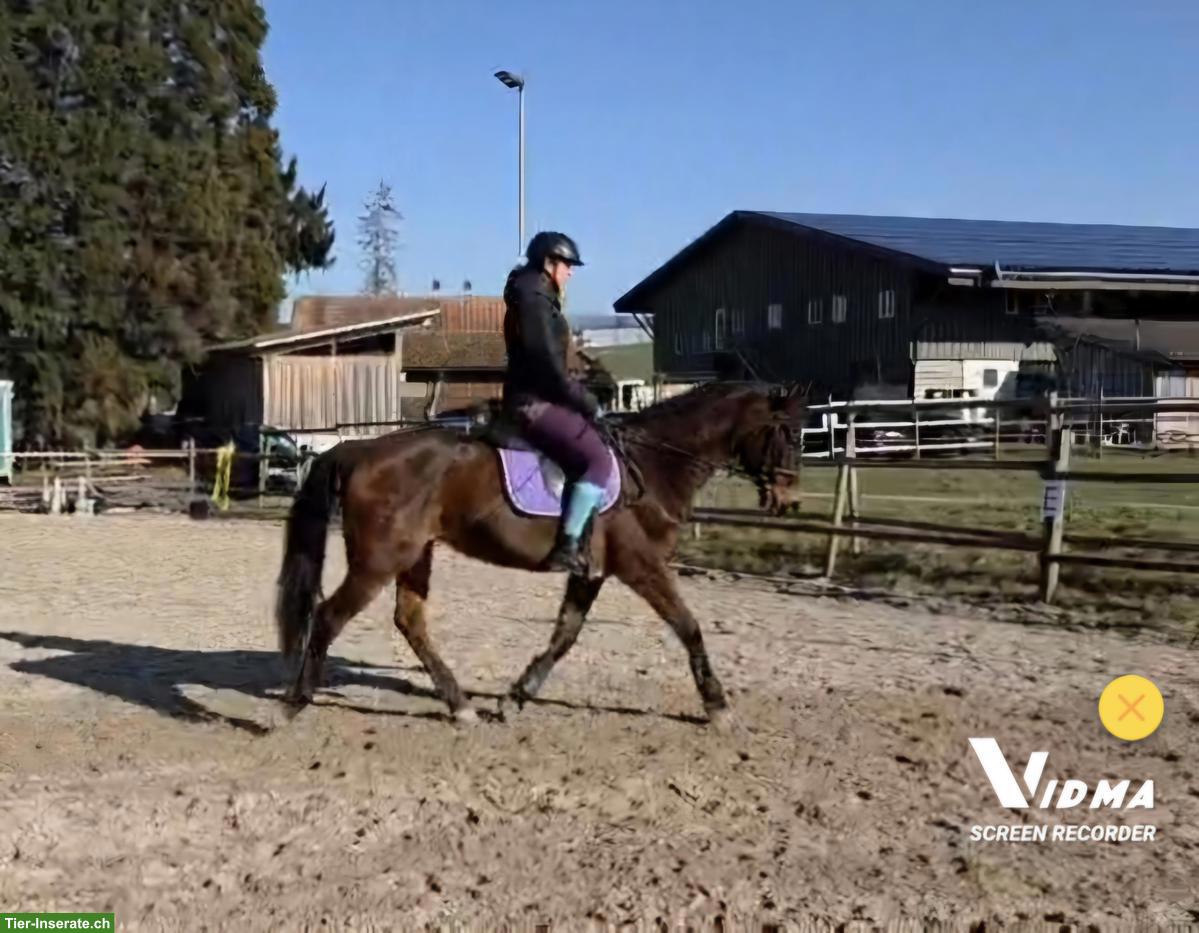 Bild 3: Warmblut-Stute ans Futter, tolles Freizeitpferd