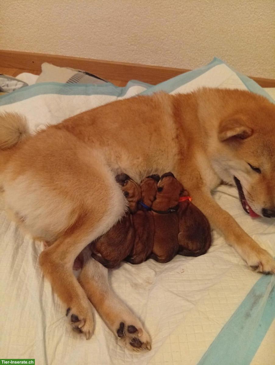 Shiba Inu Welpen aus Championverpaarung