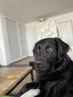 Mischlingsrüde Archie sucht ein neuen Zuhause