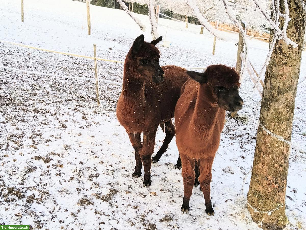 Huacaya Alpaka Stuten zu verkaufen