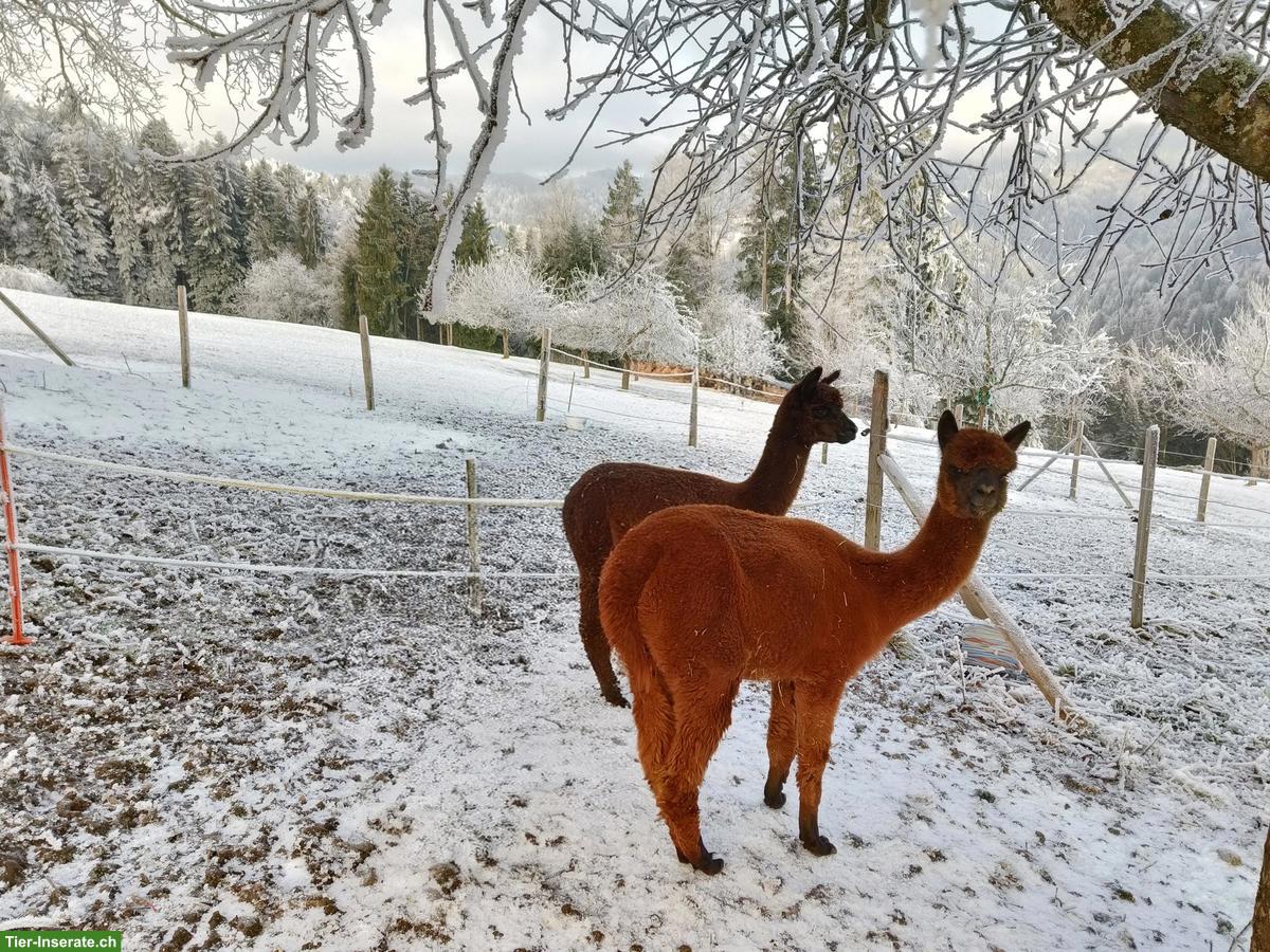 Bild 2: Huacaya Alpaka Stuten zu verkaufen
