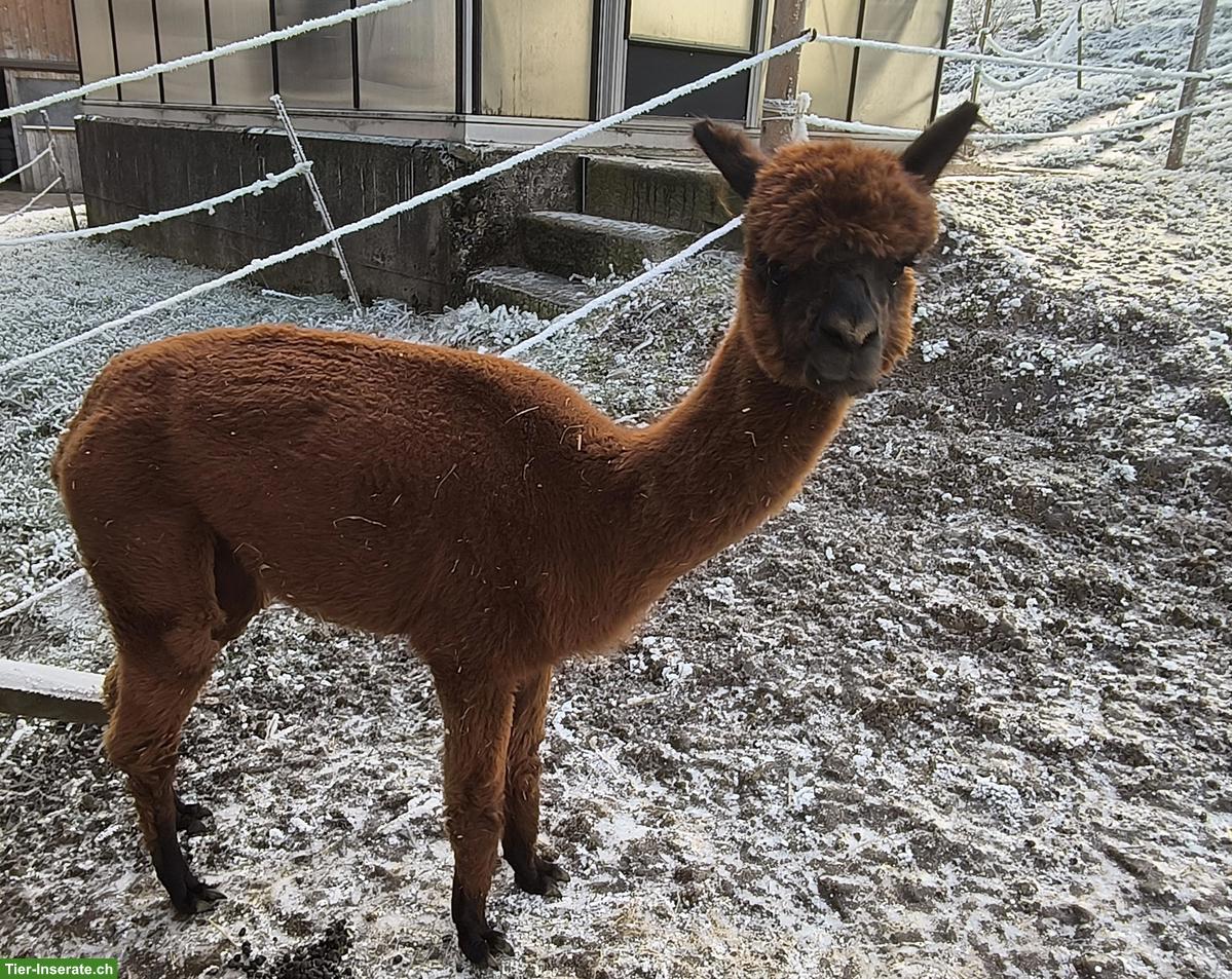 Bild 3: Huacaya Alpaka Stuten zu verkaufen