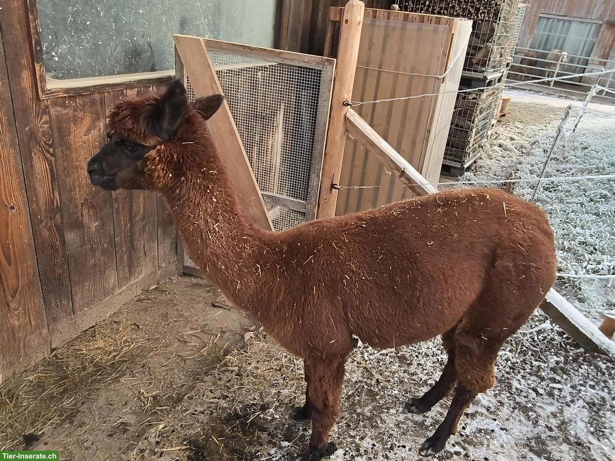 Bild 4: Huacaya Alpaka Stuten zu verkaufen