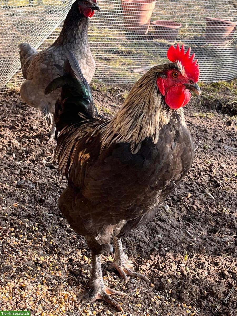 Schöner Junghahn gratis abzugeben