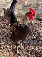 Schöner Junghahn gratis abzugeben