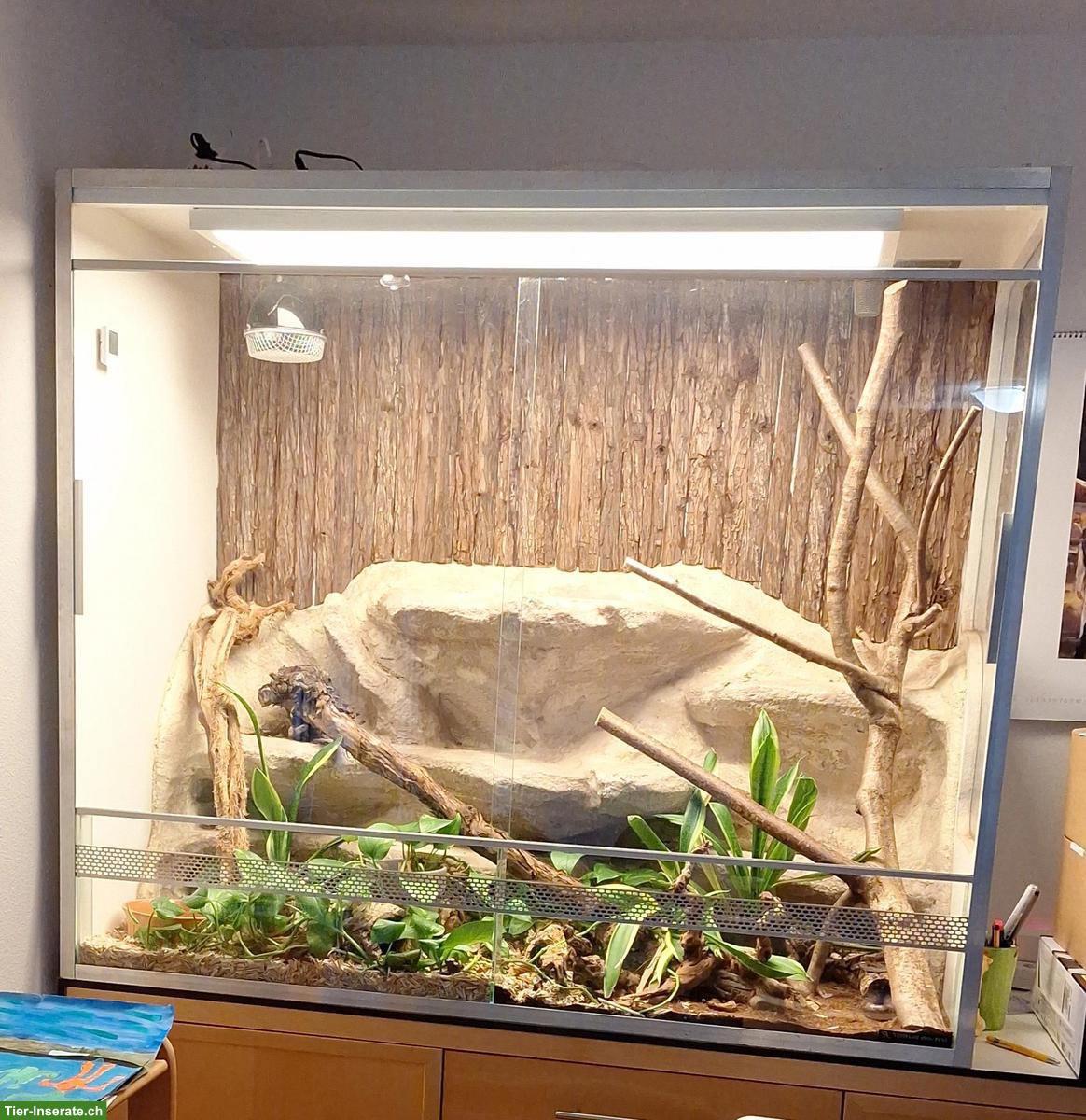 2 Kornnattern inkl. Terrarium-Komplettset