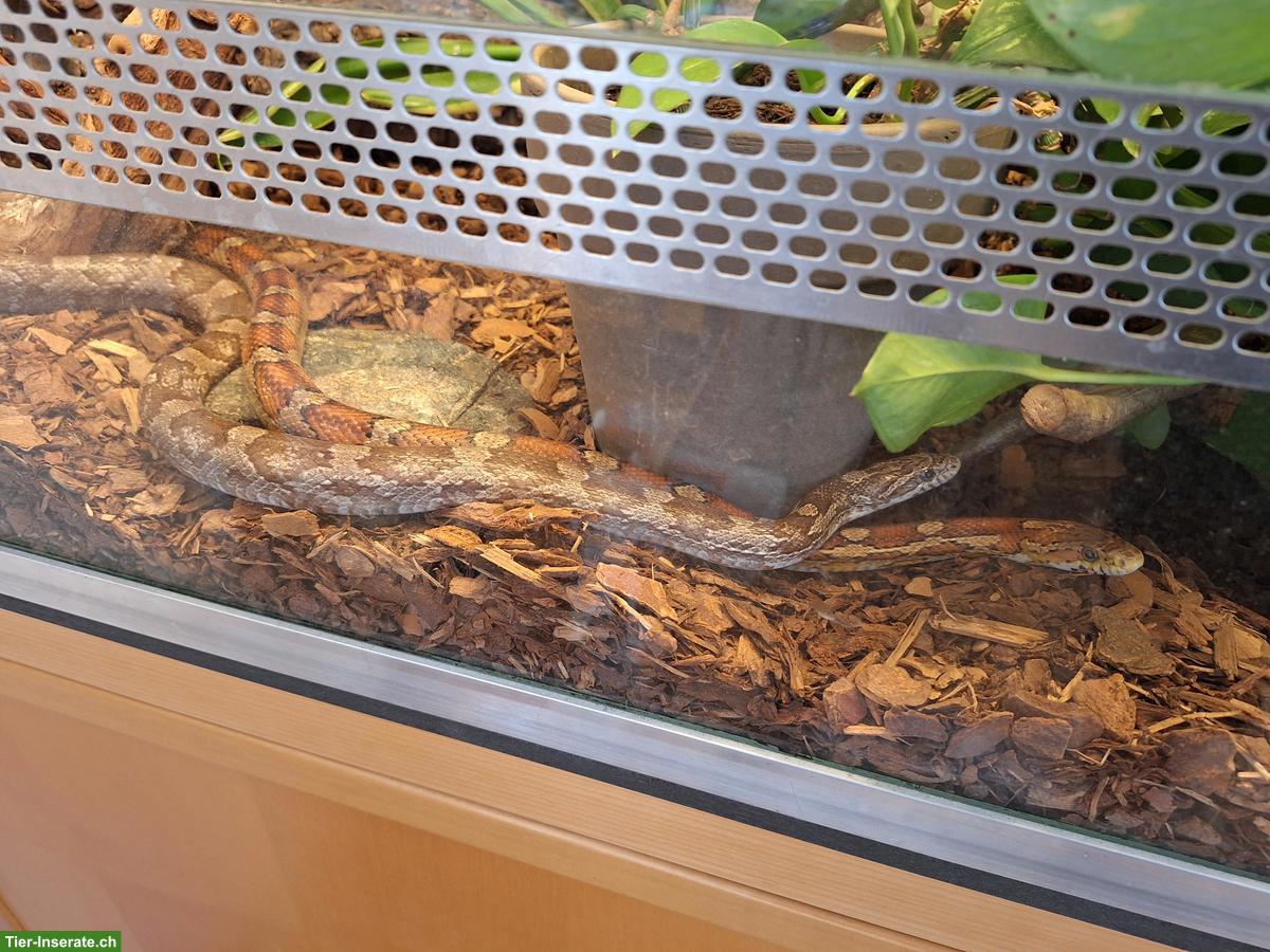 Bild 2: 2 Kornnattern inkl. Terrarium-Komplettset