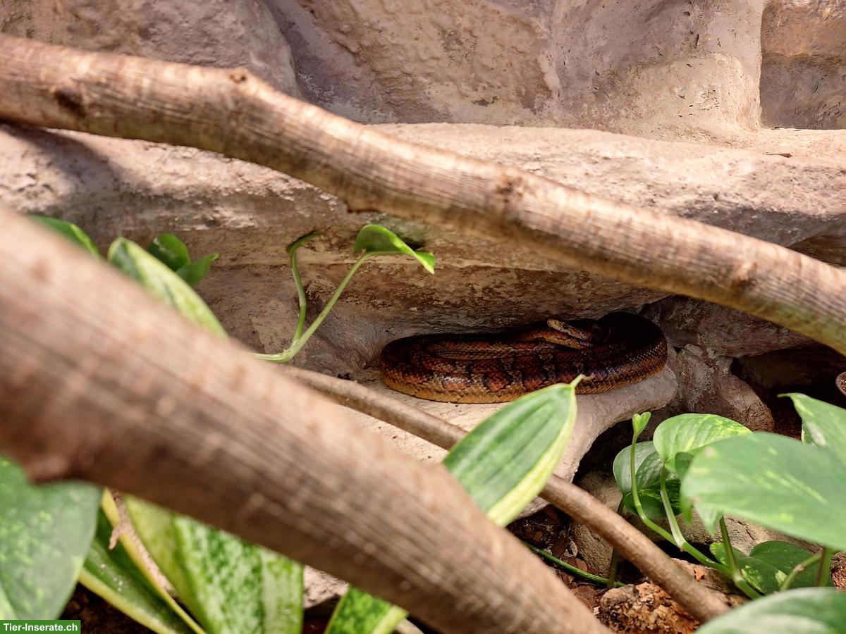 Bild 3: 2 Kornnattern inkl. Terrarium-Komplettset