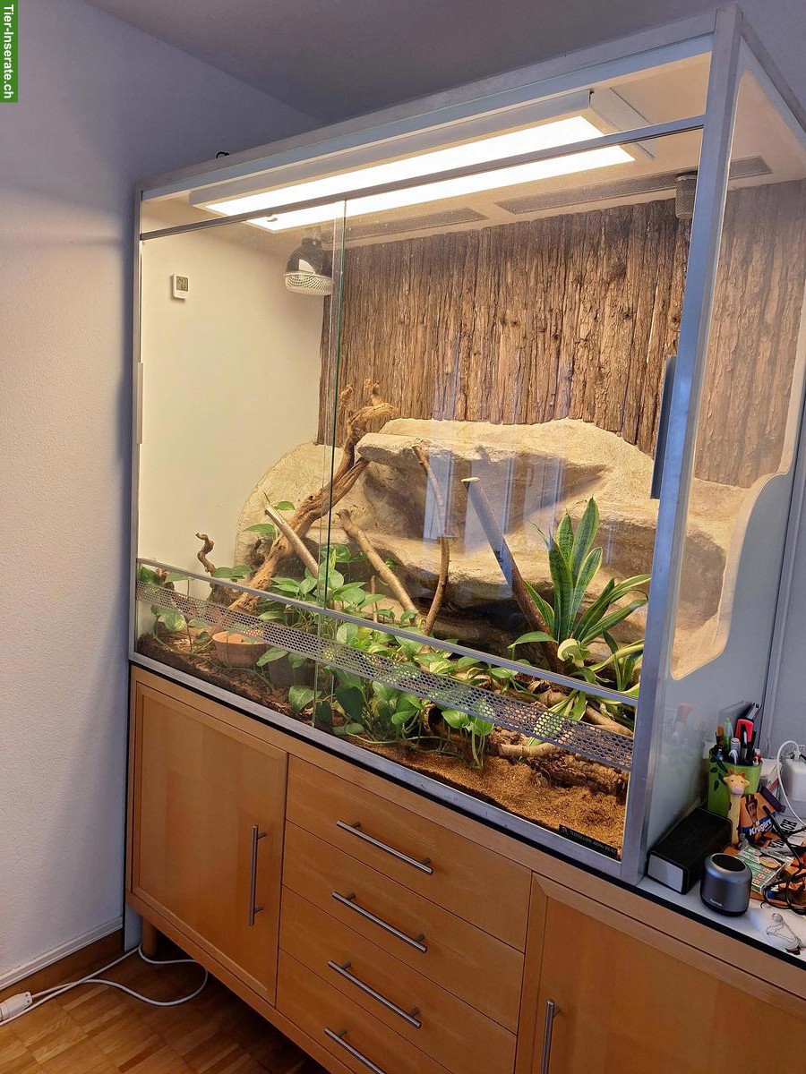 Bild 4: 2 Kornnattern inkl. Terrarium-Komplettset