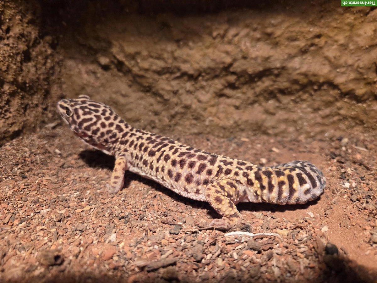 3 Leopardgeckos mit Terrarium-Komplettset