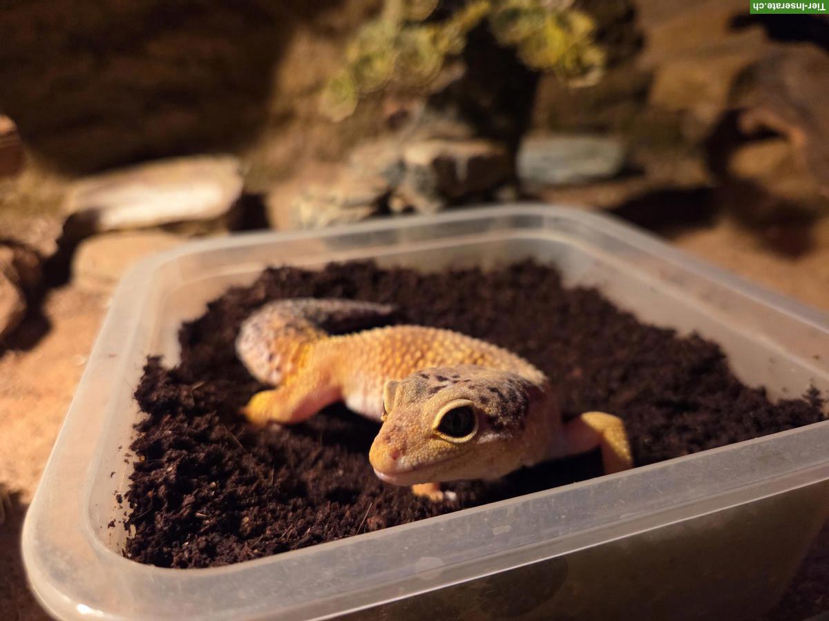 Bild 2: 3 Leopardgeckos mit Terrarium-Komplettset