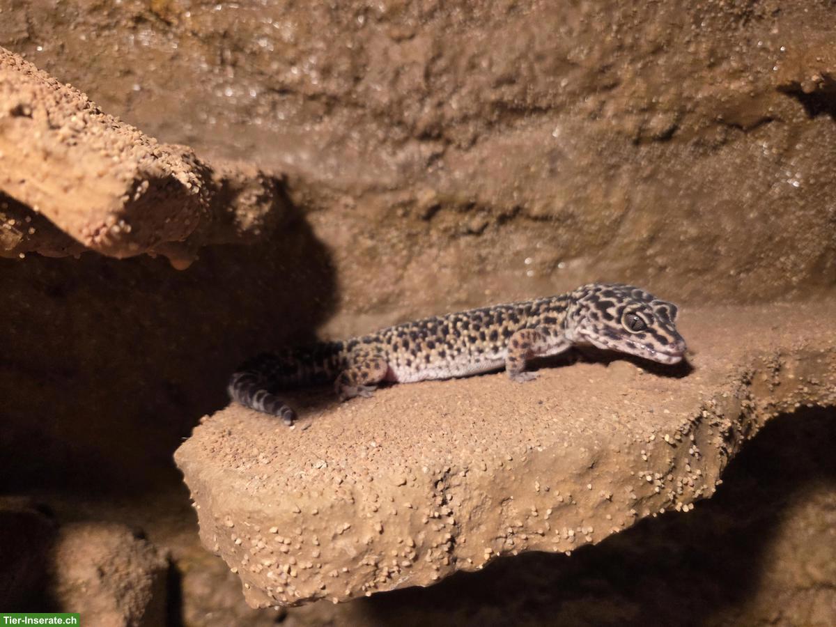 Bild 3: 3 Leopardgeckos mit Terrarium-Komplettset