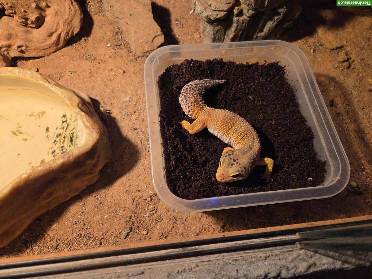 Bild 4: 3 Leopardgeckos mit Terrarium-Komplettset