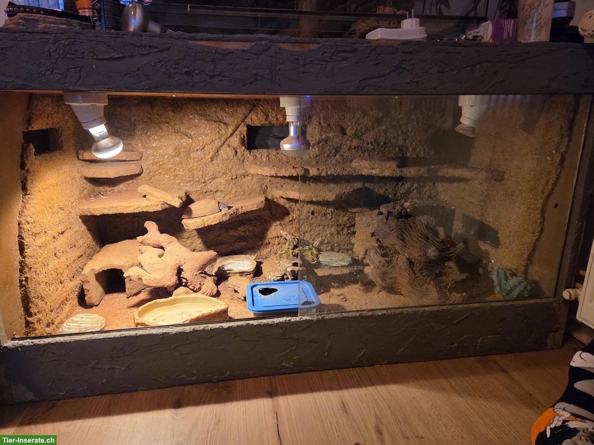 Bild 5: 3 Leopardgeckos mit Terrarium-Komplettset