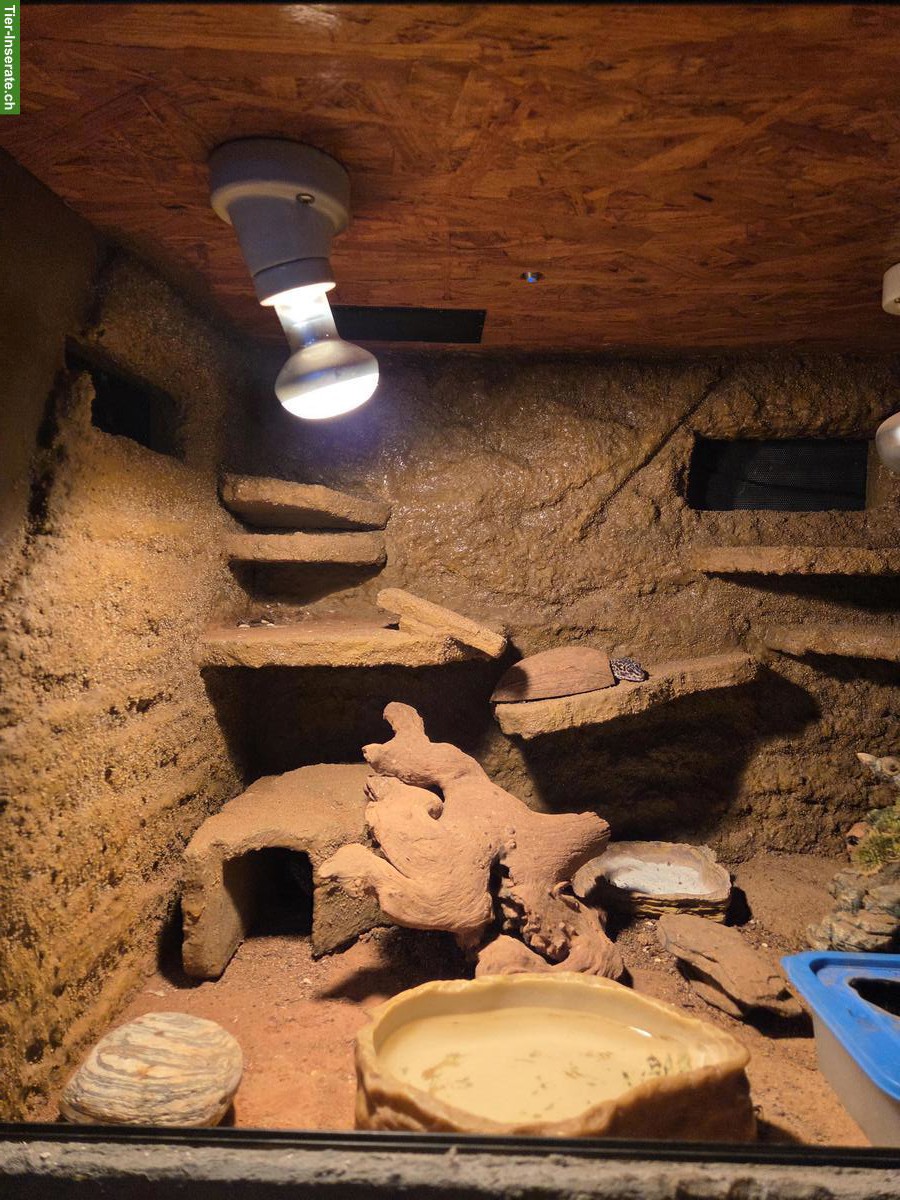 Bild 7: 3 Leopardgeckos mit Terrarium-Komplettset