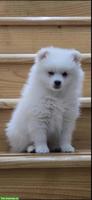 Pomeranian Hündin, 4 Monate alt sucht ein Zuhause