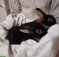 2 junge Lohkaninchen, Aussenhaltung gewohnt