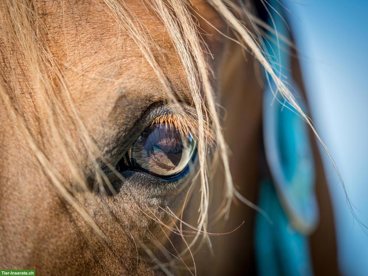 Criollo-Mix Stute sucht Lebensplatz