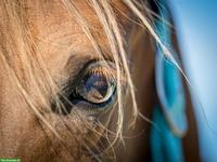 Criollo-Mix Stute sucht Lebensplatz
