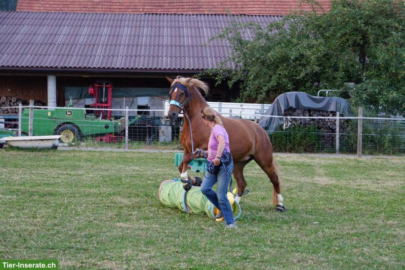 Bild 2: Criollo-Mix Stute sucht Lebensplatz
