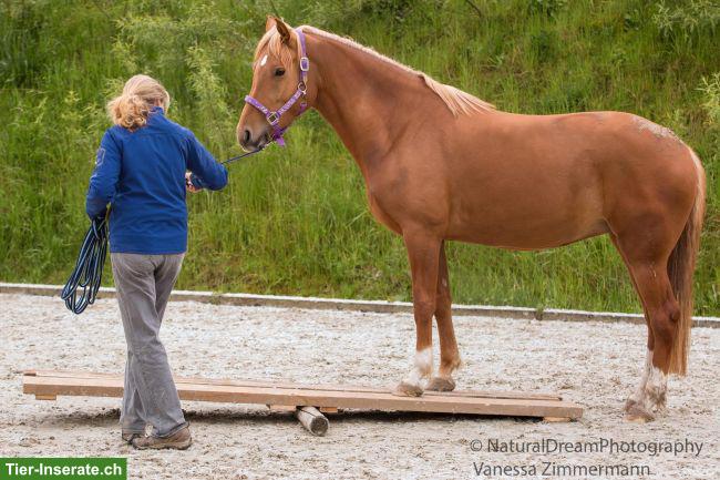Bild 3: Criollo-Mix Stute sucht Lebensplatz
