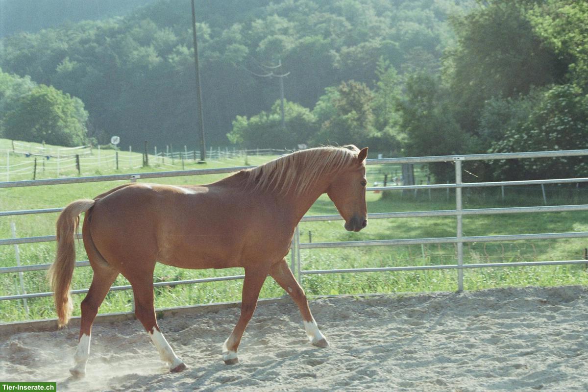 Bild 4: Criollo-Mix Stute sucht Lebensplatz