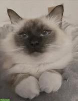 Birma Kater Mexx sucht ein Zuhause 🏡