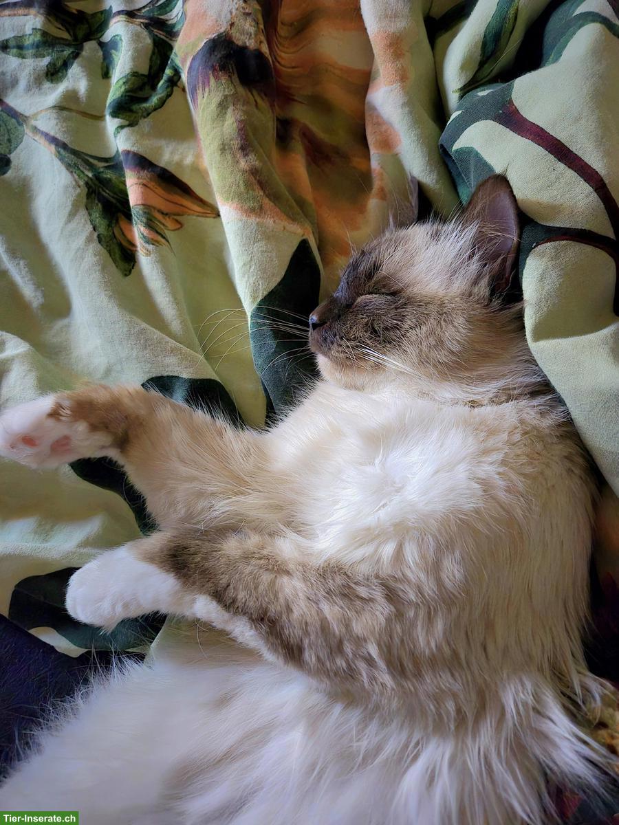 Bild 2: Birma Kater Mexx sucht ein Zuhause 🏡