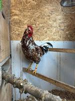Schwedische Blumenhuhn Hähne (3 Stück) zu verkaufen