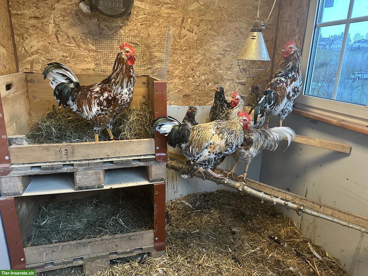 Bild 3: Schwedische Blumenhuhn Hähne (3 Stück) zu verkaufen