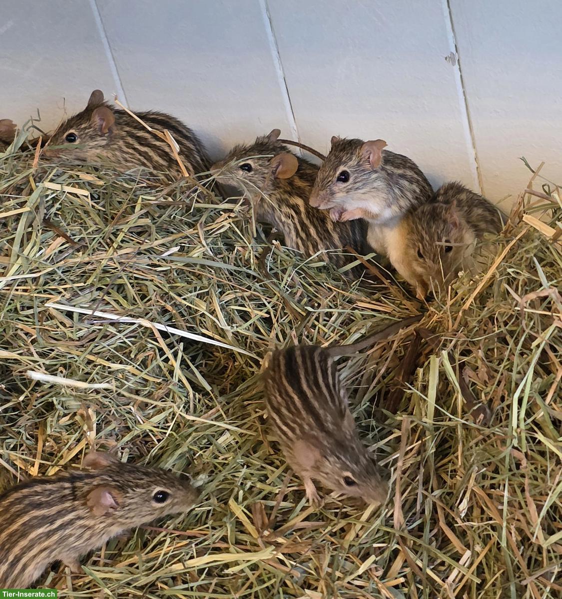 Nachwuchs von Streifengrasmäuse