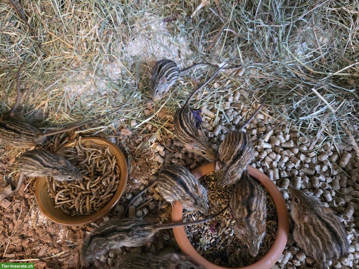 Bild 2: Nachwuchs von Streifengrasmäuse