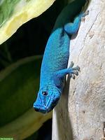 Himmelblauer Zwergtaggecko (Lygodactylus williamsi)