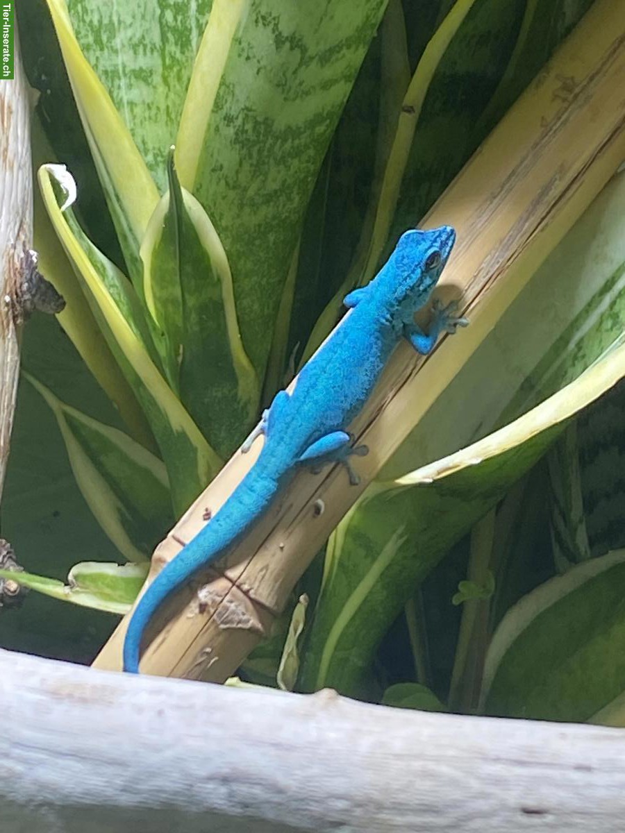 Bild 2: Himmelblauer Zwergtaggecko (Lygodactylus williamsi)
