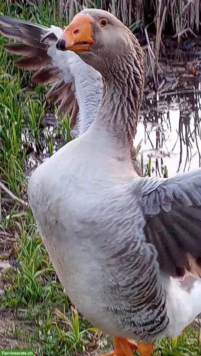 Tulaer & Gorki Kampfgänse GESUCHT