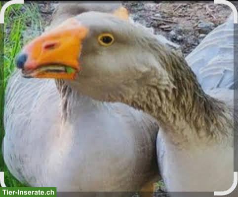 Bild 2: Tulaer & Gorki Kampfgänse GESUCHT