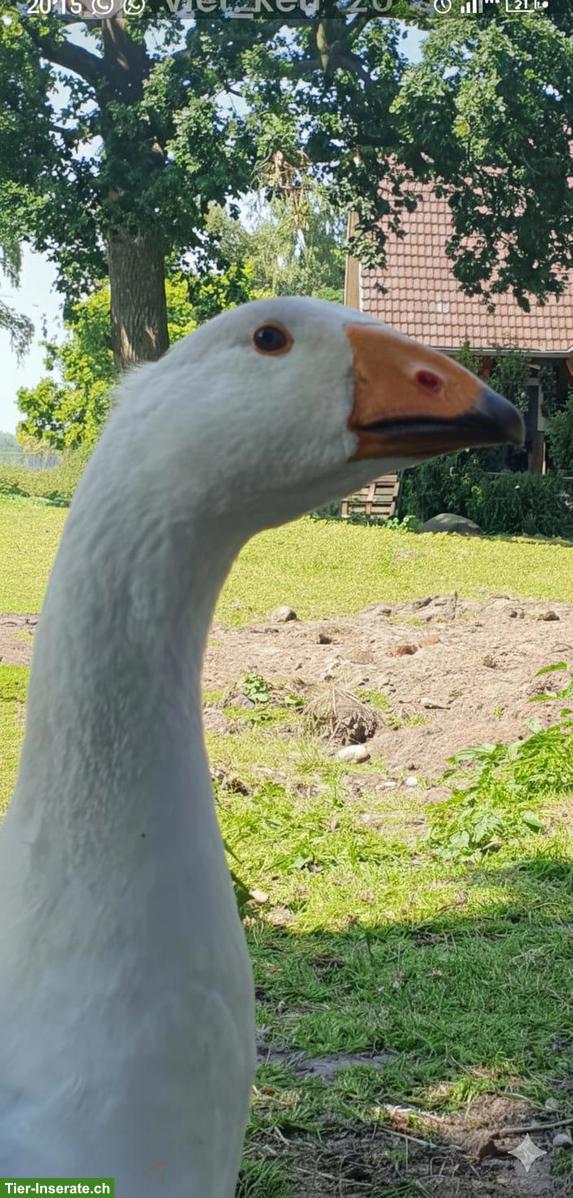 Bild 3: Tulaer & Gorki Kampfgänse GESUCHT