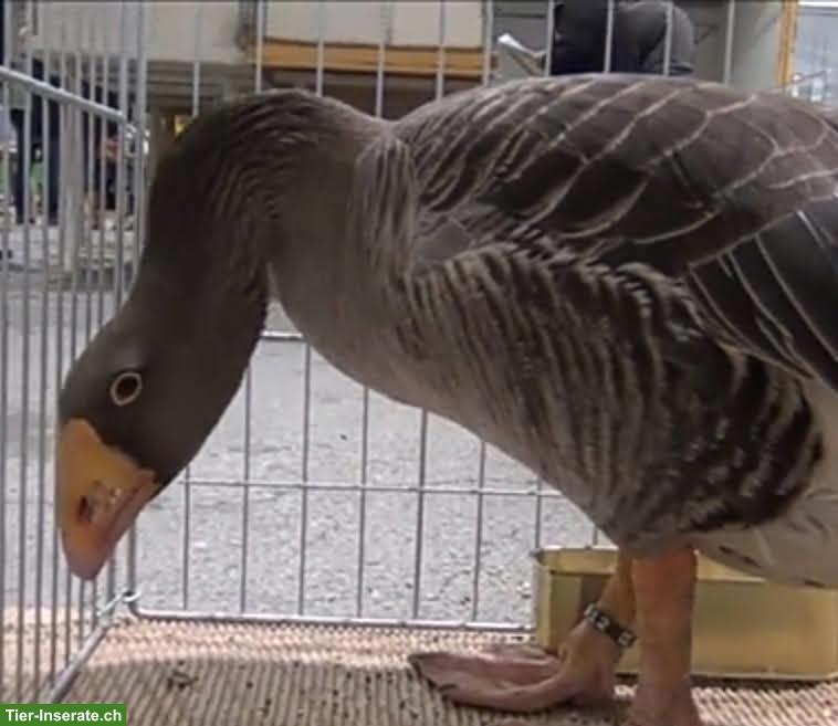 Bild 4: Tulaer & Gorki Kampfgänse GESUCHT