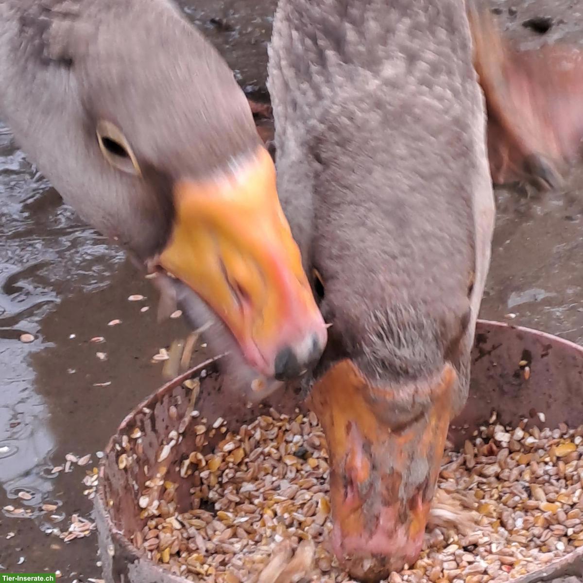 Bild 5: Tulaer & Gorki Kampfgänse GESUCHT