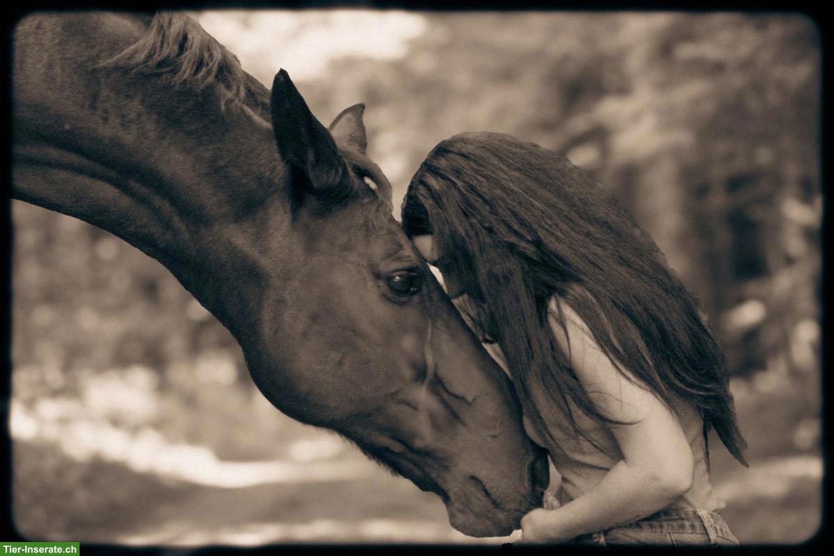 Von Stress zu Harmonie - sanfte Begleitung für dein Pferd und dich