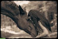 Von Stress zu Harmonie - sanfte Begleitung für dein Pferd und dich