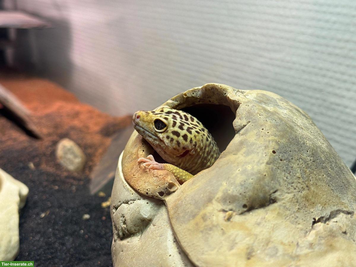 Bild 2: Leopardgecko Männchen, optional mit Terrarium & Zubehör